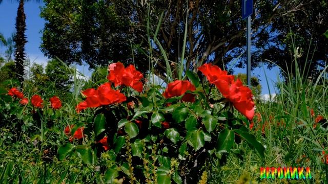 ГОРЯТ ЗВЁЗДОЧКИ НА НЕБЕ-автор слов Василиса -Сан музыка исполняет Suno смотреть онлайн