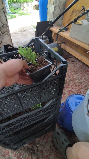 🌲Посадка туи Смарагд в контейнер П9 смотреть онлайн