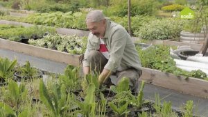 Пропалываем водный сад (на примере лизихитона). Советы опытного садовода