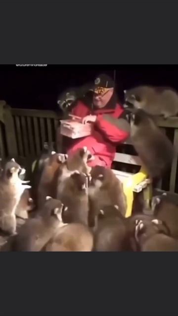 Вожак стаи смотреть онлайн