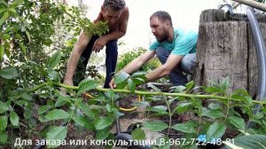 Абиссинская скважина у озера за 2 часа\Техникой пробурить не возможно