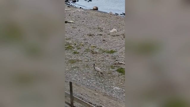 Редкий журавль-красавка в заповедном селе Яйлю смотреть онлайн