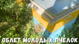 Пасека: как проходит облет молоденьких пчёлок!
