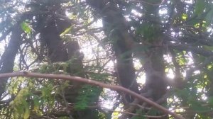 Сериал «Пёс» Пёс 5 серия 5 сезон «jimmvista»✏️👍👀 👂