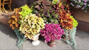 Не нужно УДОБРЯТЬ КОЛЕУСЫ в саду. Как выращиваю шикарные яркие кусты. Мой уход. Полив и обработки.