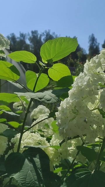 Летний рай смотреть онлайн