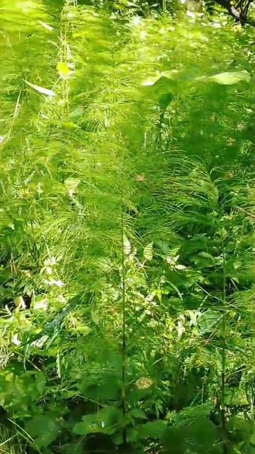 Первобытные заросли смотреть онлайн