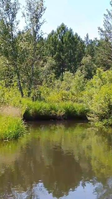 Бурная растительность на речке смотреть онлайн