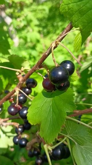 Диво_ дивное.