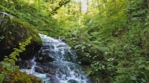 Музыкальная терапия Успокаивает нервную систему и освежает душу пением птиц #2