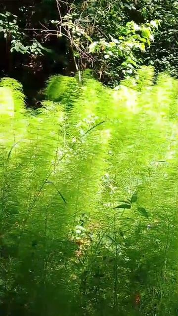 Пушистая опушка смотреть онлайн