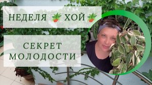 Неделя 🪴 хой🪴. Пересадка "бабушки". Омолаживаем корневую.