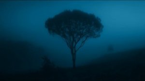 forgotten dreams.