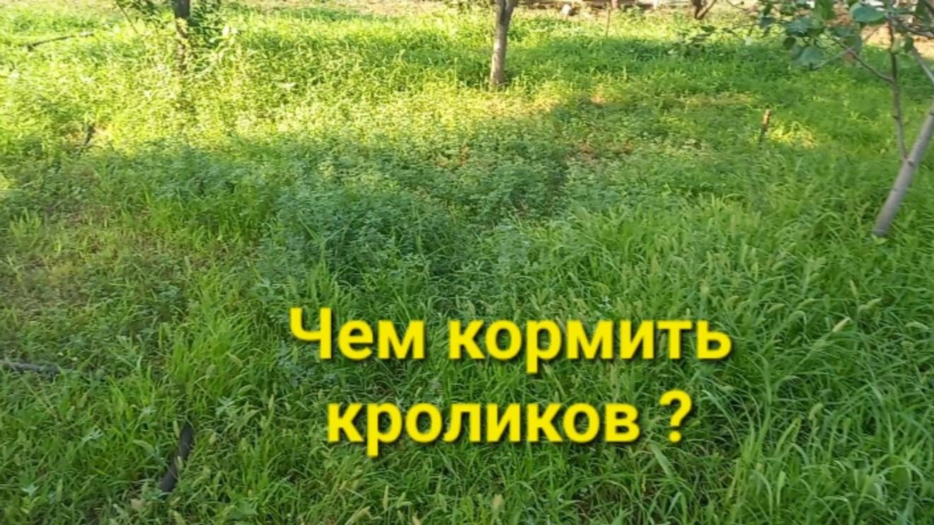 Чем кормить кроликов? Растим траву.🌿 смотреть онлайн