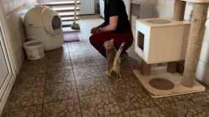 БЕСПОКОЙНАЯ БАРХАННАЯ КОШКА НЕ ДАЁТ ТРОГАТЬ КОТЯТ / Анфиса осматривает кошачий дом