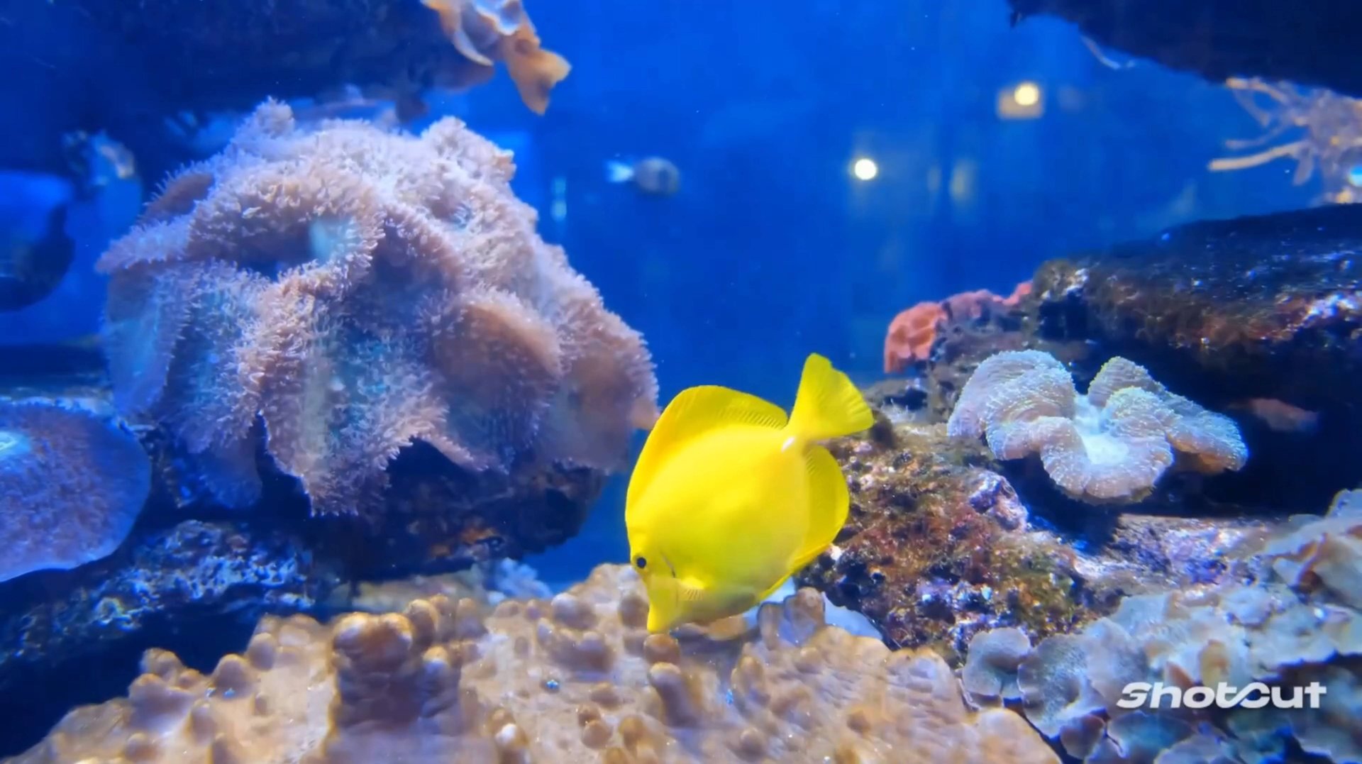 САМЫЙ НЕЖНЫЙ РЕЛАКС ПОД КРАСИВУЮ ИНСТРУМЕНТАЛЬНУЮ МУЗЫКУ смотреть онлайн