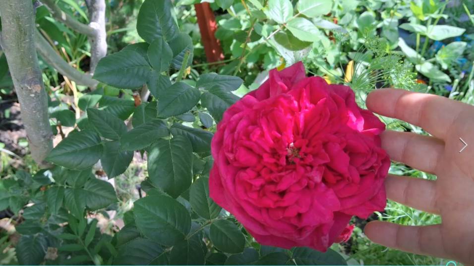 МОЙ МАЛЕНЬКИЙ ОГОРОДИК ВСЕГО ОДНА СОТКА ЗЕМЛИ. смотреть онлайн