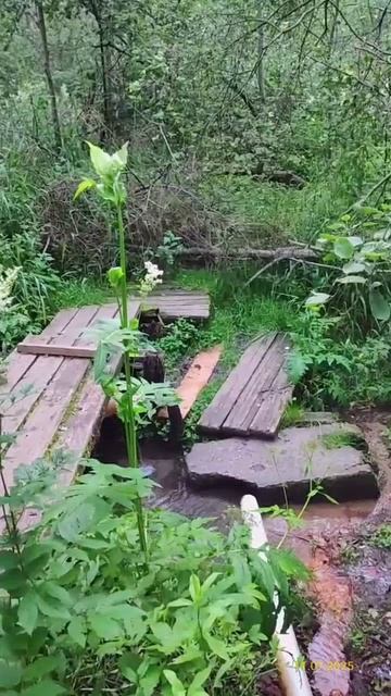 Родник 11.07.2025