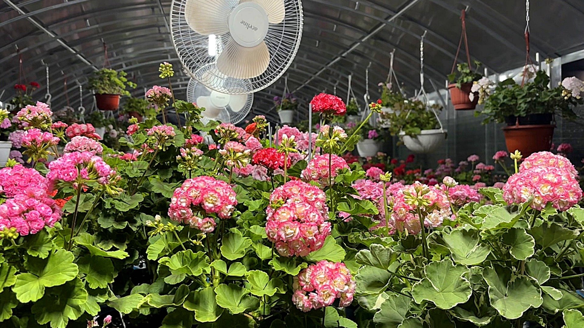 Обзор цветущих пеларгоний. Жаркая середина июля 2025 г. смотреть онлайн