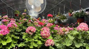 Обзор цветущих пеларгоний. Жаркая середина июля 2025 г.