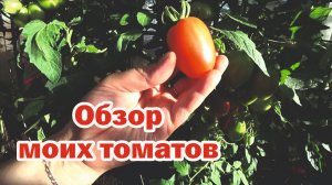 Мои томаты. Обзор1