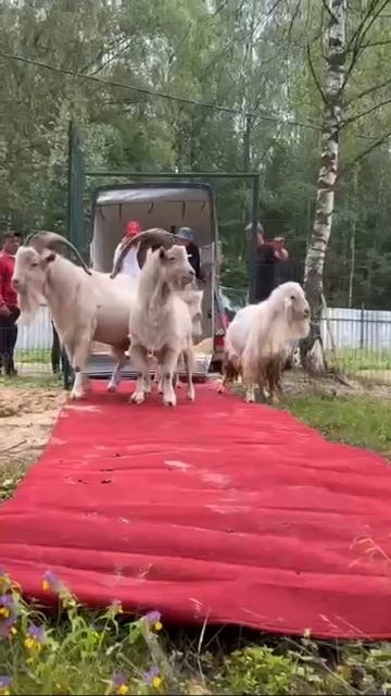 Знаменитых бутовских коз изъяли у хозяина. На кадрах — их встречают красной дорожкой в экопарке. смотреть онлайн