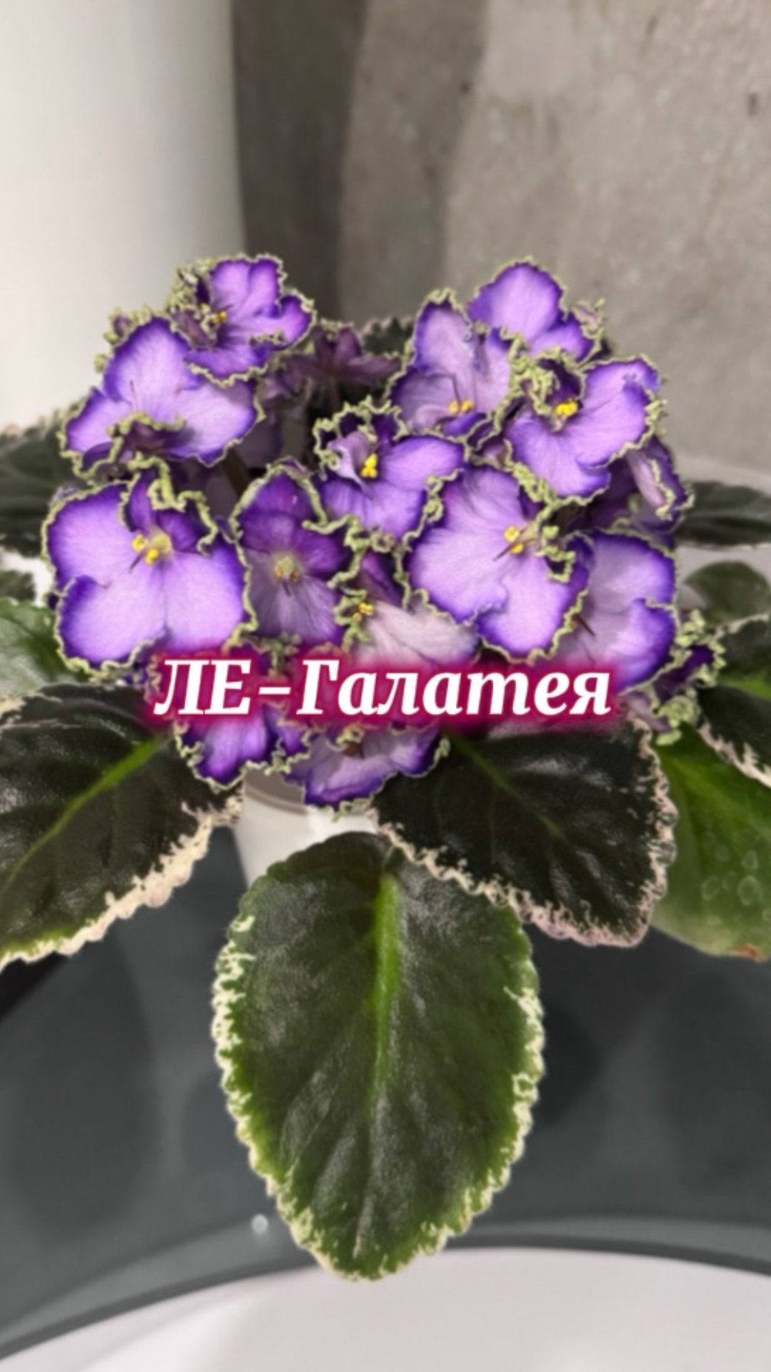 ЛЕ-Галатея. Неприхотливый шедевр