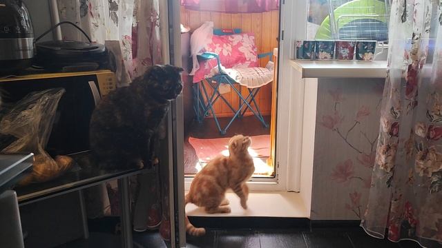 как всегда "чёкупила" встречают😃😀 смотреть онлайн