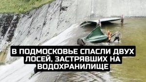 В Подмосковье спасли двух лосей, застрявших на водохранилище
