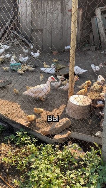 Просто любовь, просто #жизнь #жиза #личность #влог #этожизнь #повседневнаяжизнь #лайфстайл