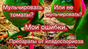 Ошибки мульчирования томатов.Лучшие препараты от кладоспориоза