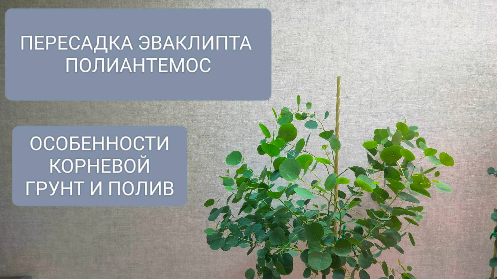 🟢🟤ПЕРЕСАДКА ЭВКАЛИПТА ПОЛИАНТЕМОС С ЦЕЛЬЮ РАЗДЕЛИТЬ РАСТЕНИЕ смотреть онлайн