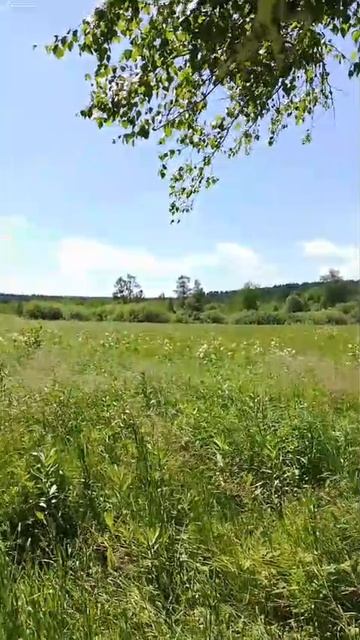 Заливные луга с пушистыми цветами смотреть онлайн