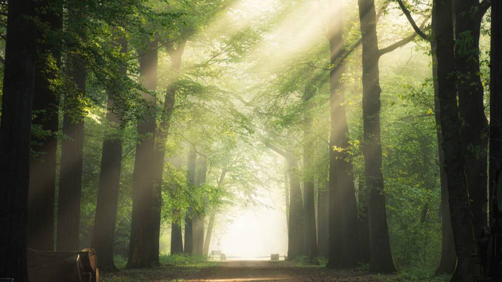 Шум Леса • Умиротворяющие Звуки Природы смотреть онлайн