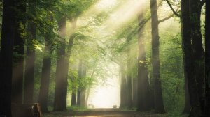 Шум Леса • Умиротворяющие Звуки Природы