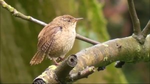 Разные птицы и их пение