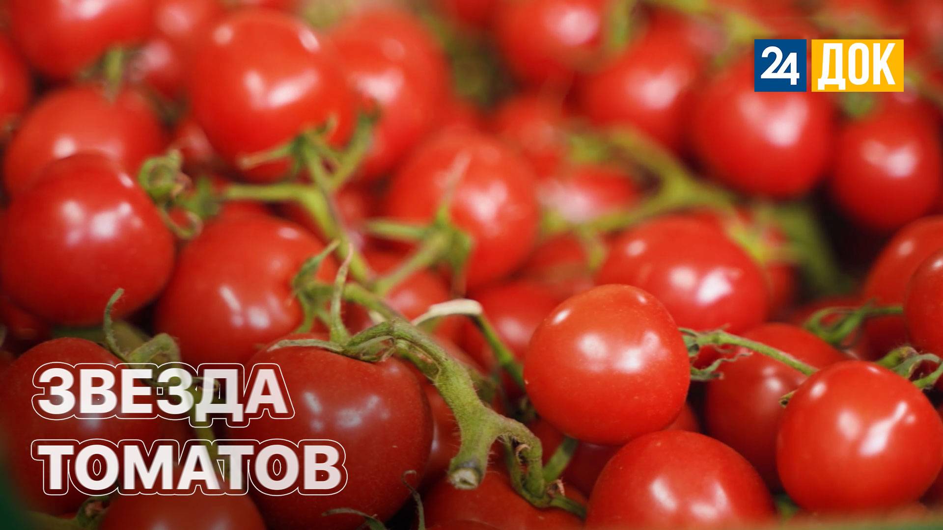 Как выбрать сладкие помидоры? ЗЕМЛЕХОД смотреть онлайн