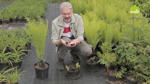 ВЫРАЩИВАЕМ ПАПОРОТНИКИ. Как ухаживать за папоротниками в саду. Советы опытного садовода смотреть онлайн