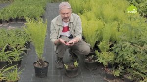 ВЫРАЩИВАЕМ ПАПОРОТНИКИ. Как ухаживать за папоротниками в саду. Советы опытного садовода