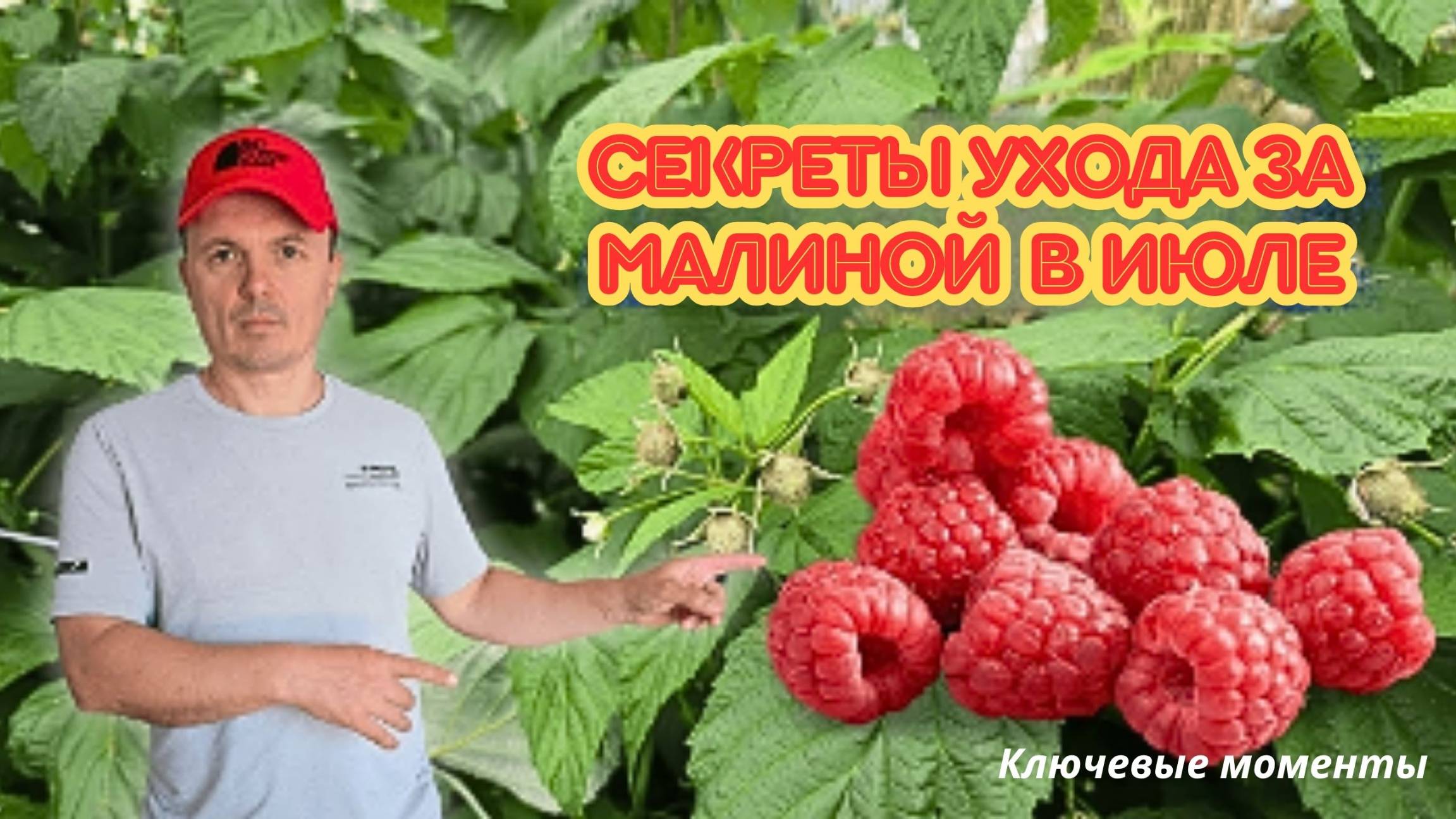 Уход за малиной в июле. Как получить крупные и сладкие ягоды. смотреть онлайн