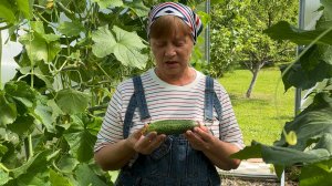 Огурцы. Почему пустоцветы, почему желтеют завязи.