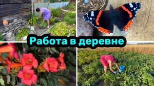 СРОЧНО УЕЗЖАЕМ / РАБОТА в ДЕРЕВНЕ / Чистота и порядок на участке / Мои будни.