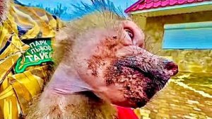 Сказать что это РЖАКА, это НИЧЕГО НЕ СКАЗАТЬ! Люська явно подговорила банду сделать подкоп)))