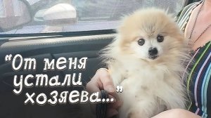 _Я больше так не могу...Заберите мою собаку!_