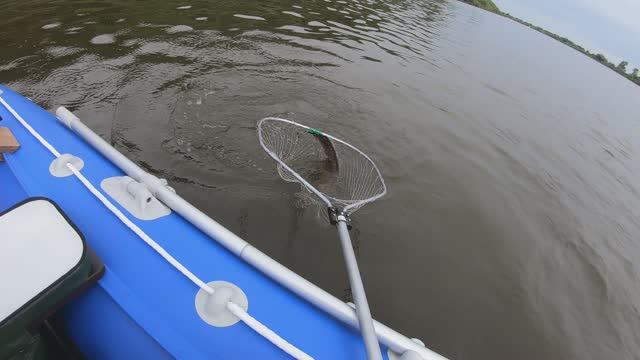 Жена тащит сомика 3.2 кг