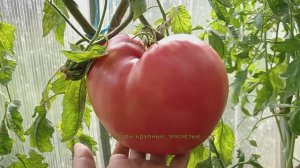 🍅 Советский сорт «Бычье сердце» – король томатов! | Виктория Радзевская