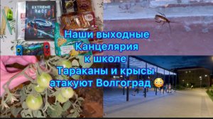 Наши выходные, канцелярия к школе . Тараканы и крысы атакуют Волгоград .