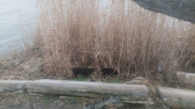 Пёс 4 сезон «jimmvista»✏️👍👀 👂