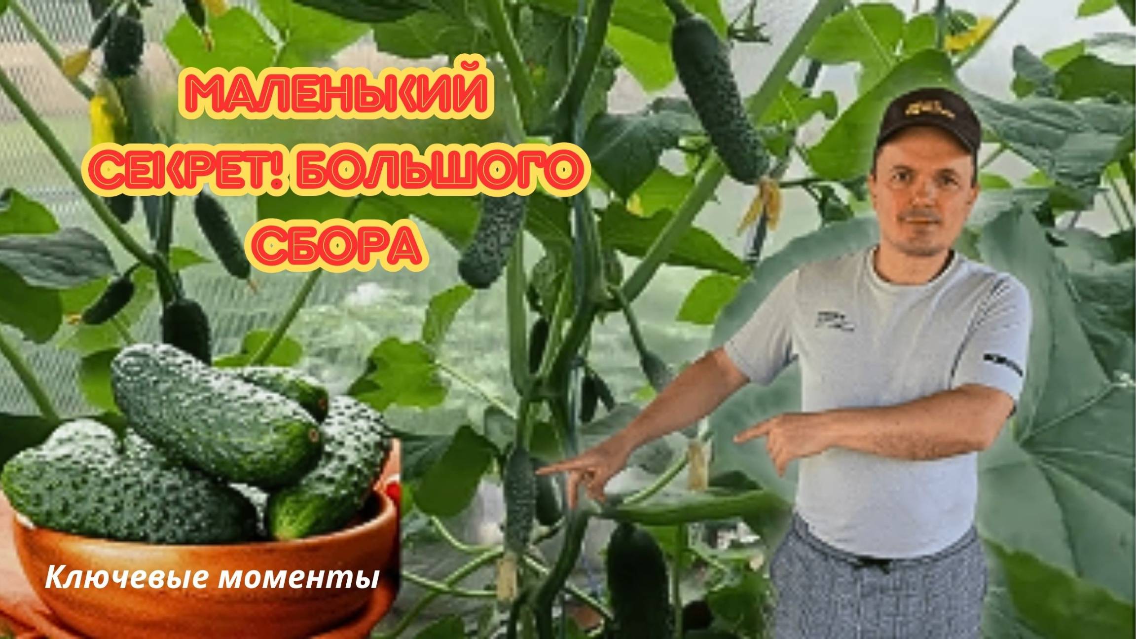 Новая волна плодоношения огурцов — как поддержать растения. смотреть онлайн