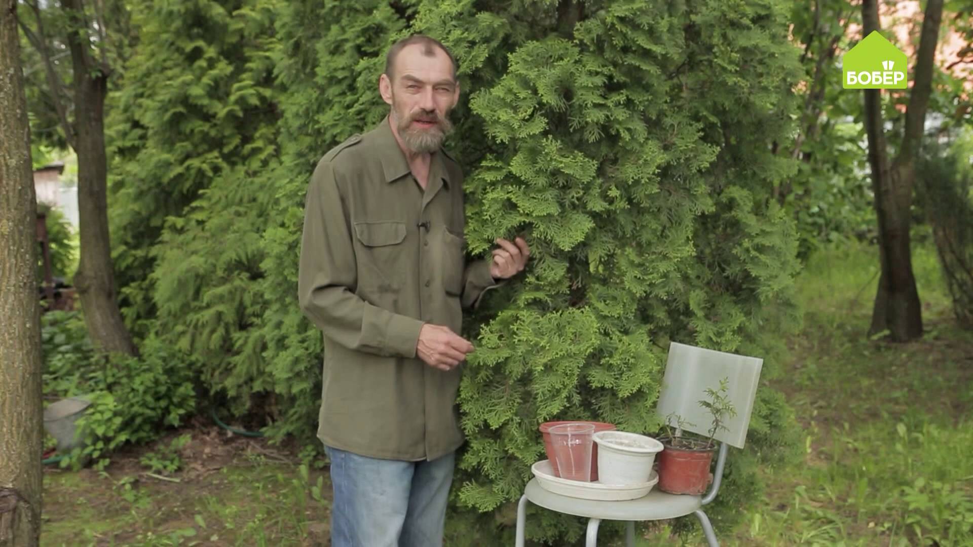 Как правильно размножать тую. Два способа смотреть онлайн